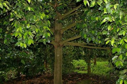cinamintree