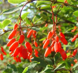 picBarberry