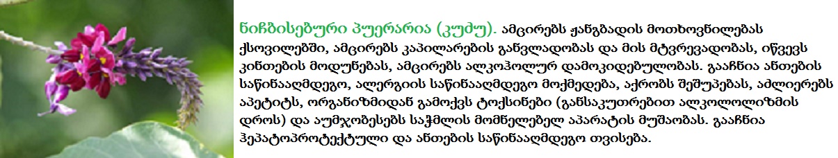pueraria lobata n1 1